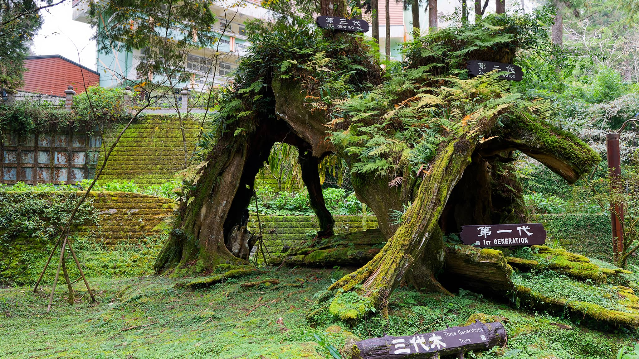 05 - Alishan (43).jpg